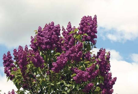 

Сирень Кремлевские куранты
