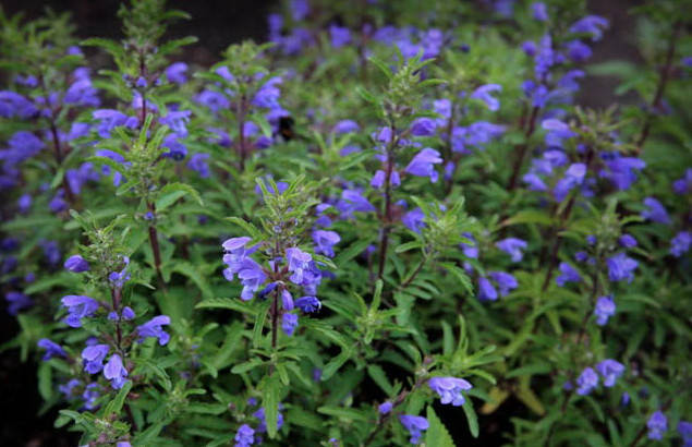 

Змееголовник молдавский (семена) 50 шт, Синий