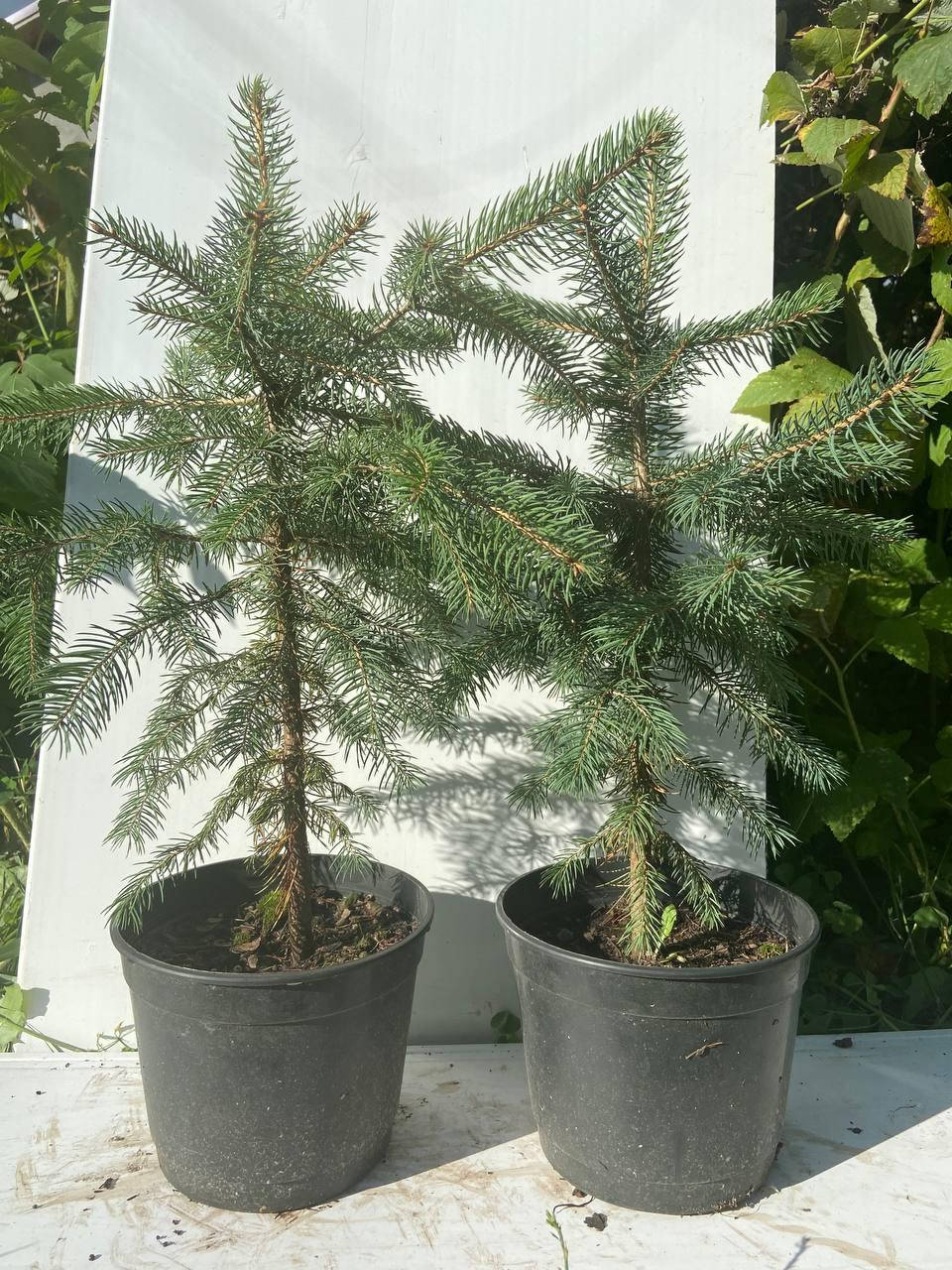 

Ель голубая колючая Кейбаб Аризона (Picea pungens Glauca Arizona Kaibab) 40-45 см
