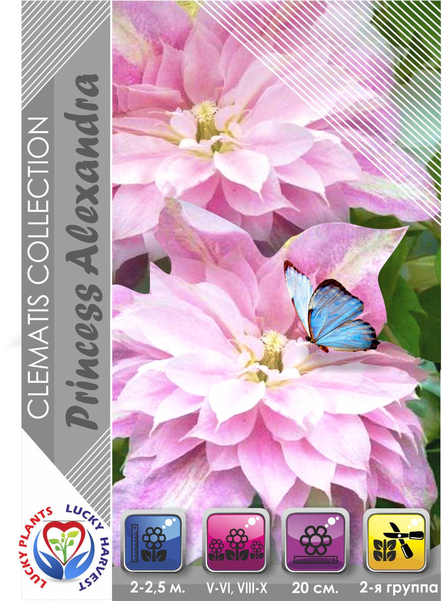 

Саджанець Клематіса "Prinsesse Alexandra" ТМ LUCKY HARVEST. Вік 1+ (2-а група підрізки)