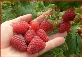 

Малина ЗЮГАНА