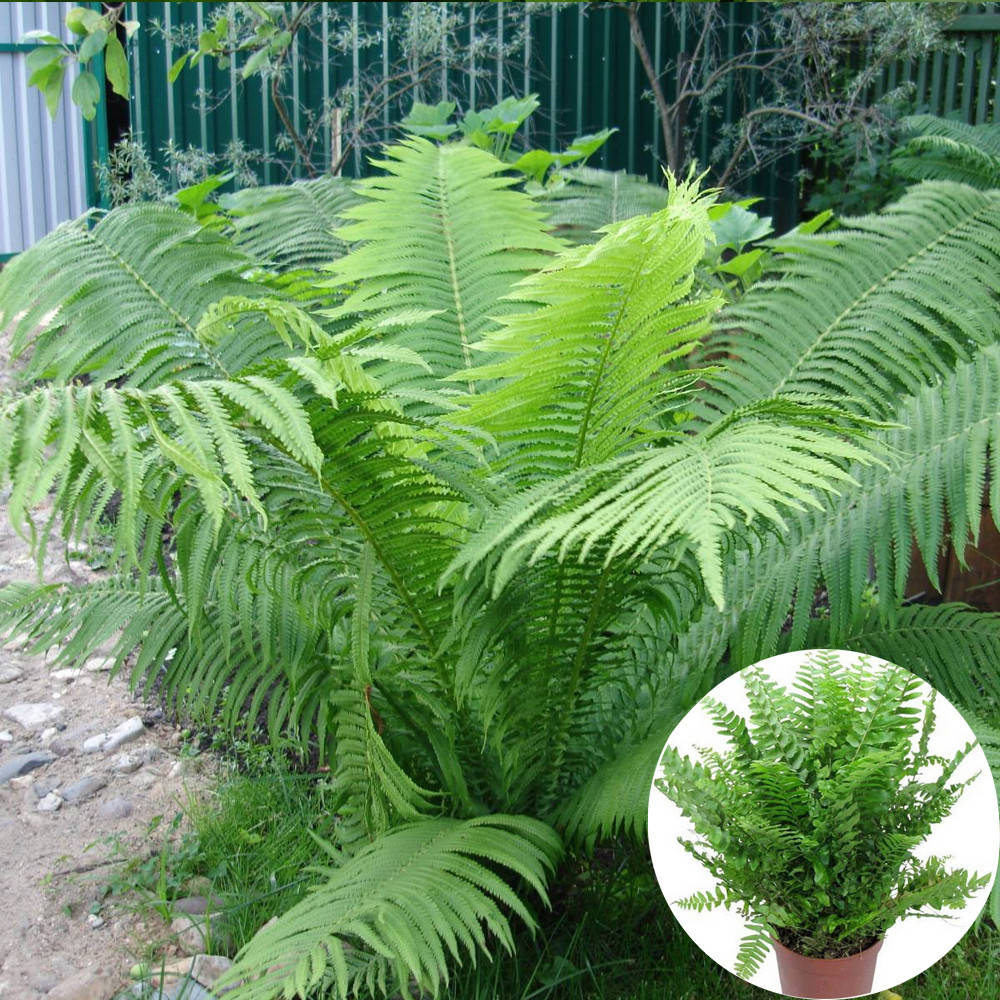 

Саженец Папоротник в горшке 0,5 л Struthiopteris