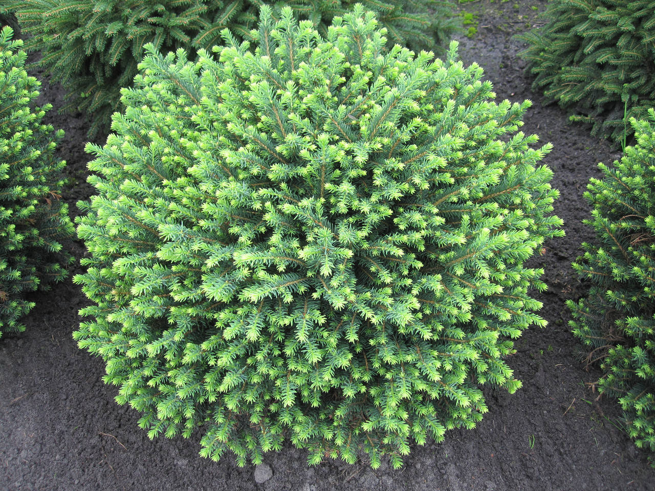 

Ель сербская Карел (Picea omorika Karel)
