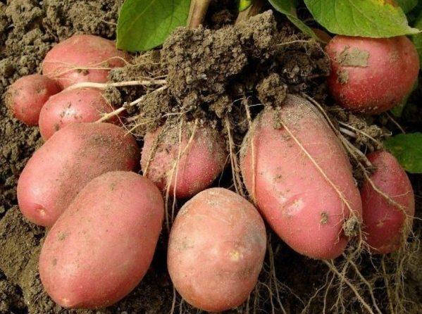 

Картофель Розара