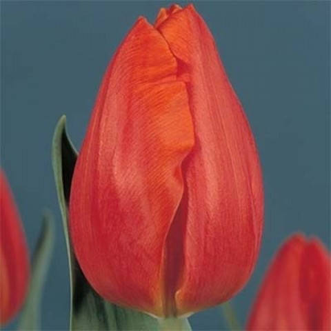 

Тюльпан "Frohnleiten"(5 шт.)