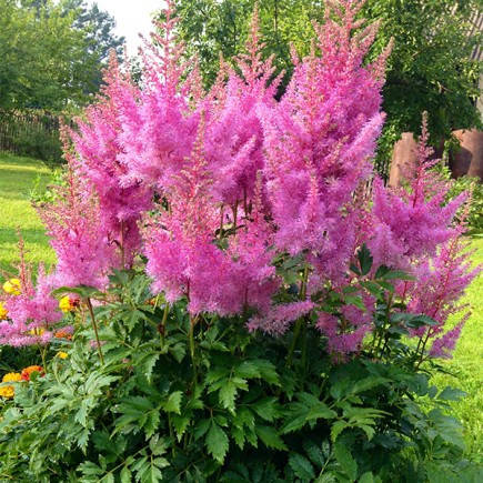 

Астильба Gloria Purpurea (Глория Пурпуреа) корневище