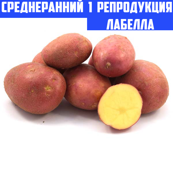 

Семенной картофель Ранний посадочный картофель голландский Семенная картошка сорта ЛАБЕЛЛА 1 репродукции