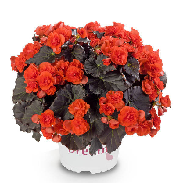 

Бегония ампельная Solenia Chocolate Orange