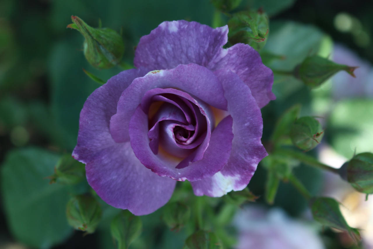 

Саженцы роз Блю фо Ю (Blue for You)