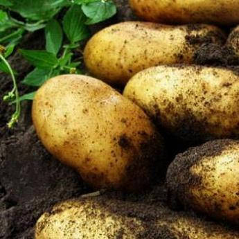 

Семенной среднеспелый картофель "Гранада" 1 Р., 10 кг