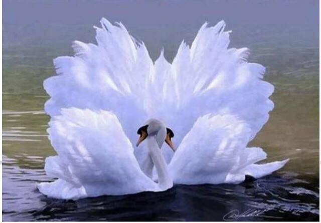 

65*50см Белая любовь, алмазная живопись, полная выкладка