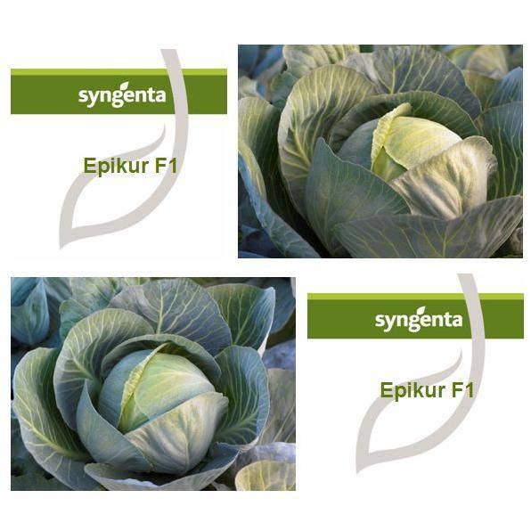

Семена капусты б/к Эпикур F1 (2500 сем.) Syngenta