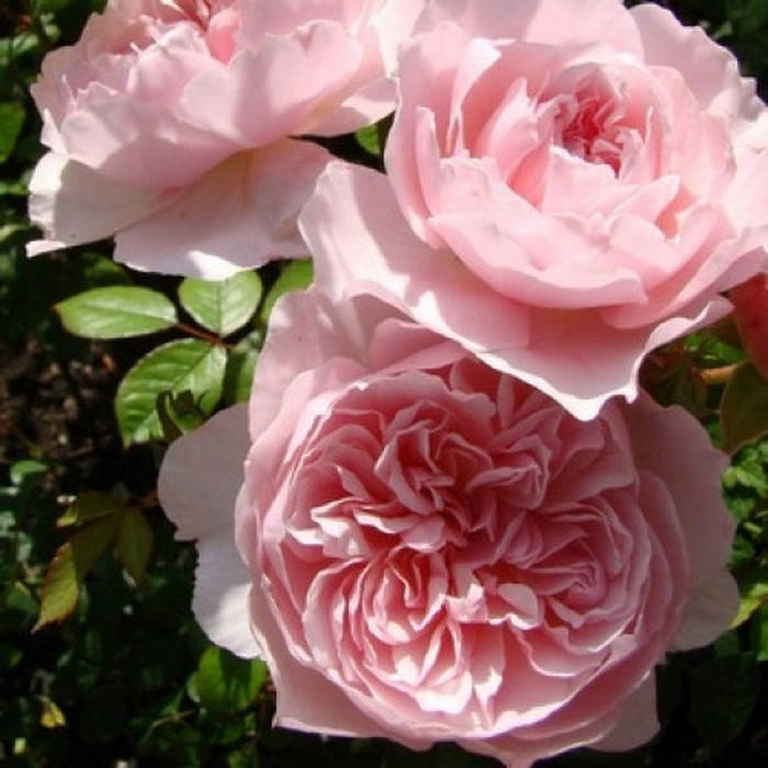 

Висли 2008 (Wisley 2008)