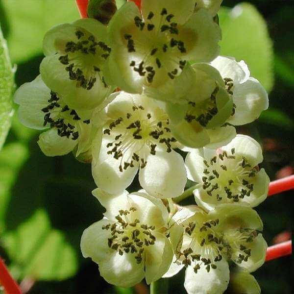 

Актинидия (киви) Weiki M сажанцы