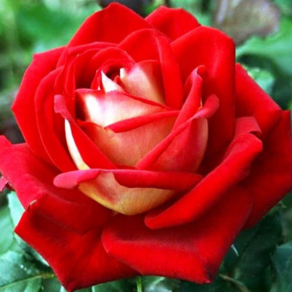 

Саженцы роз «Френдшип» (чайно-гибридных) ЗКС