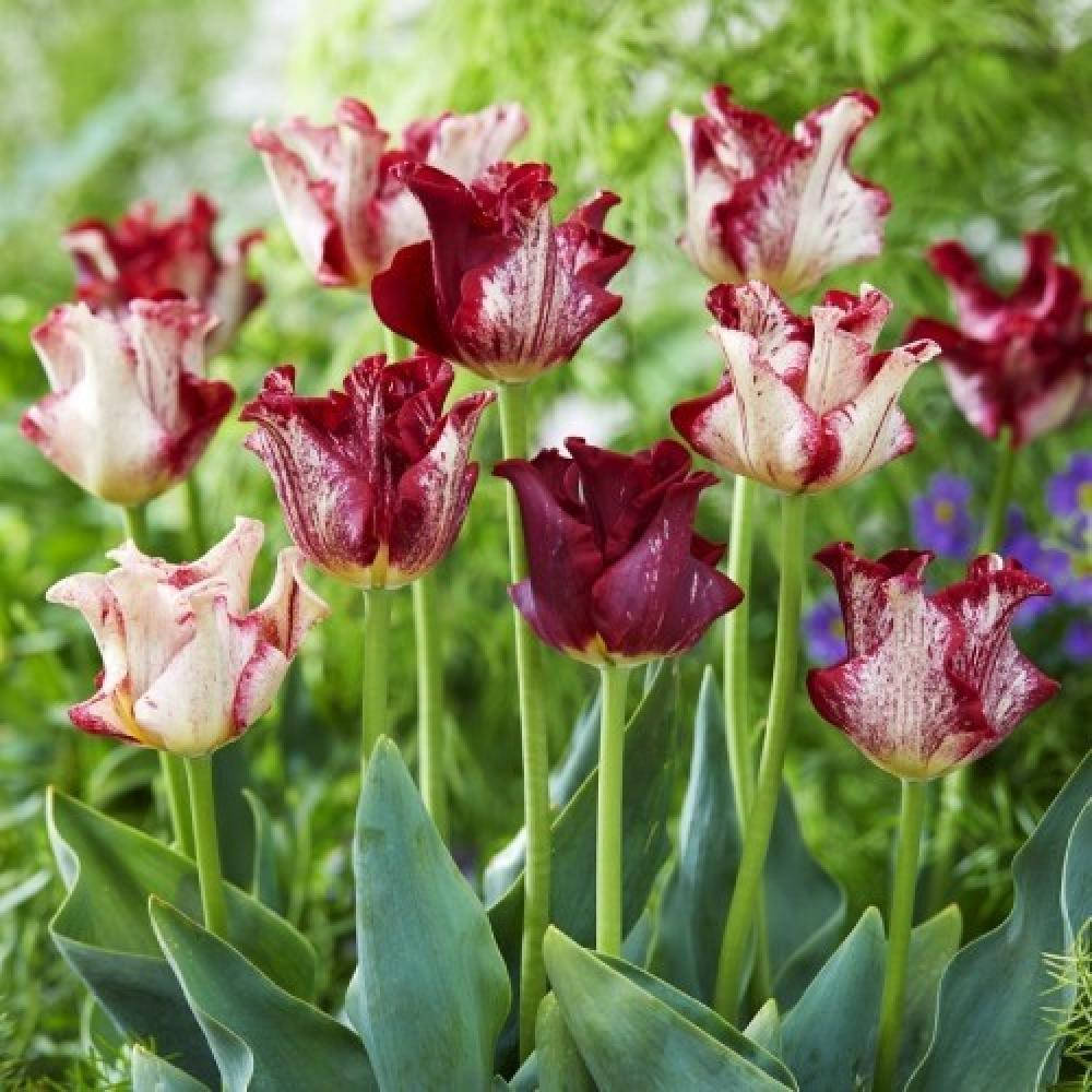 

ТЮЛЬПАН STRIPED CROWN 2 шт.