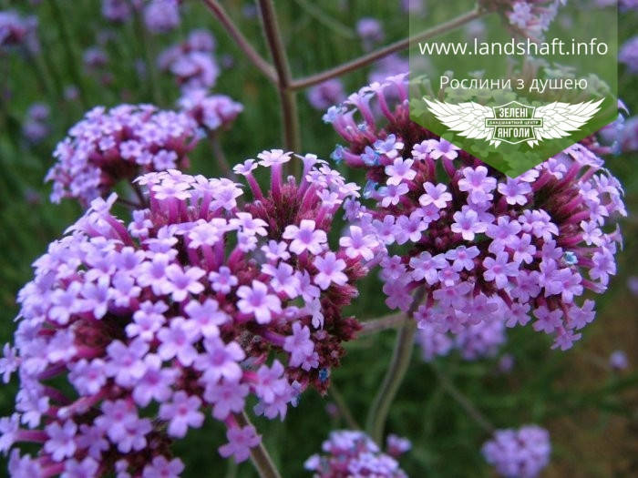 

Verbena bonariensis 'Buenos Aires', Вербена 'Буенос Айрес',C2 - горщик 2л