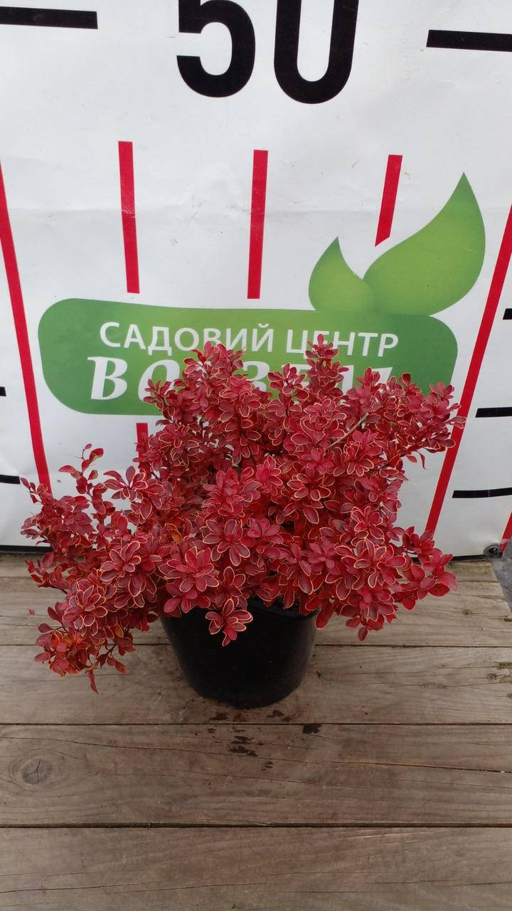 

Барбарис Тунберга Рубі Стар / Berberis thunbergii Ruby Star C3 /H10-15