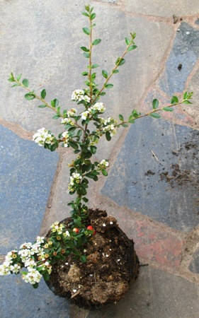 

Кизильник горизонтальный Роял карпет. Саженцы в контейнерах Д12.