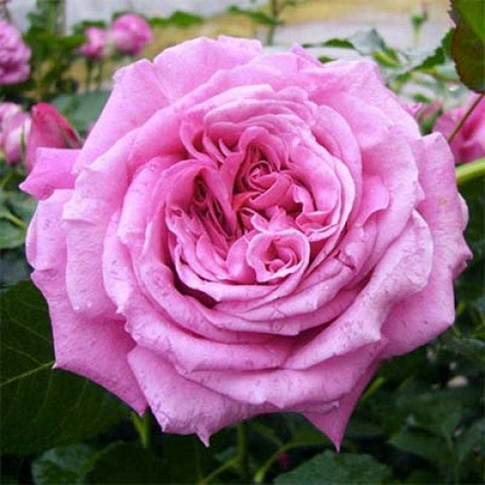 

Ля Рош Гийон (La Roche Guyon)