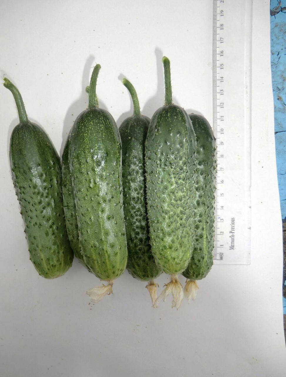 

Семена огурца Сайгон F1 от Soto seeds (500 семян)