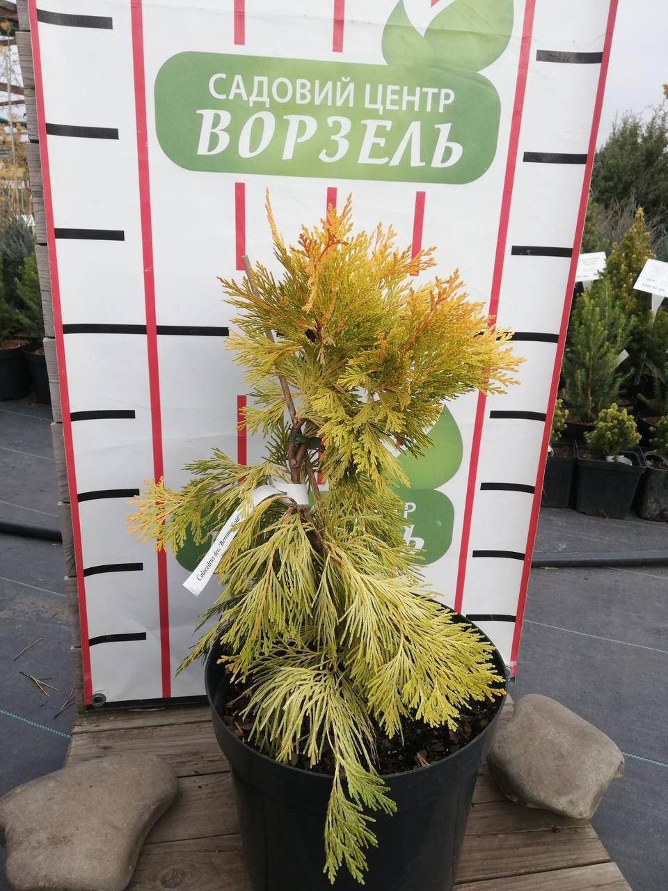 

Калоцедрус Мопін Глоу/Calocedrus dec. 'Maupin Glow' С7.5 /Н 50-60