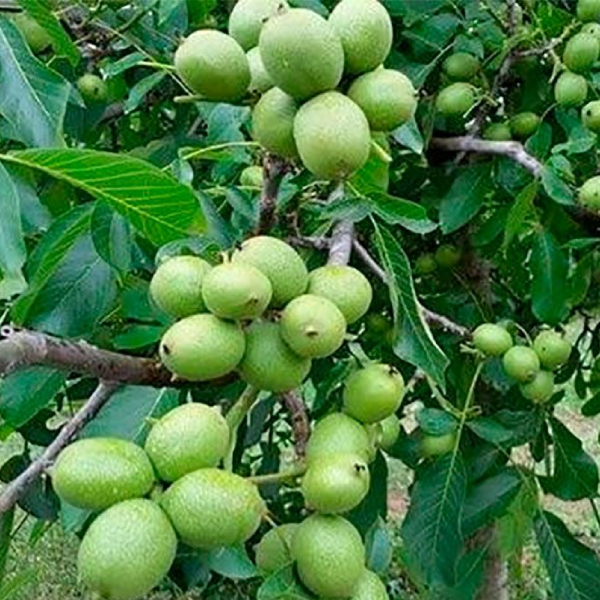 

Саженцы грецкого ореха «Иван Багряный» - 2-летний