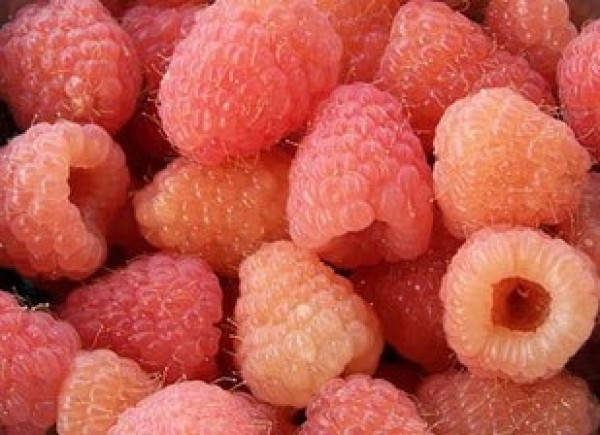 

Саженцы малины ДАБЛ ГОЛД (ремонтантный сорт)