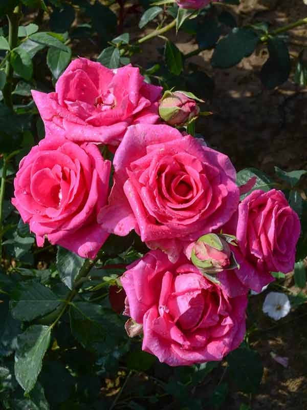 

Опис Троянди Паваротті (Pavarotti)