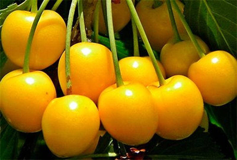 

Саженцы Черешни Драгана Желтая