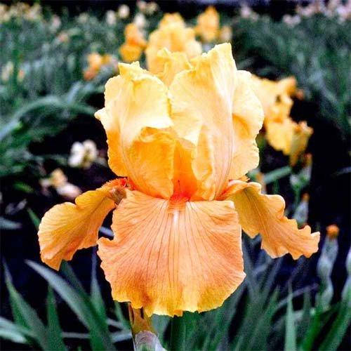 

Ирис Apricot Silk (корневища)