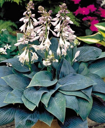 

Hosta tardiflora "Halcyon" ( саженцы) . Хоста Халцедон