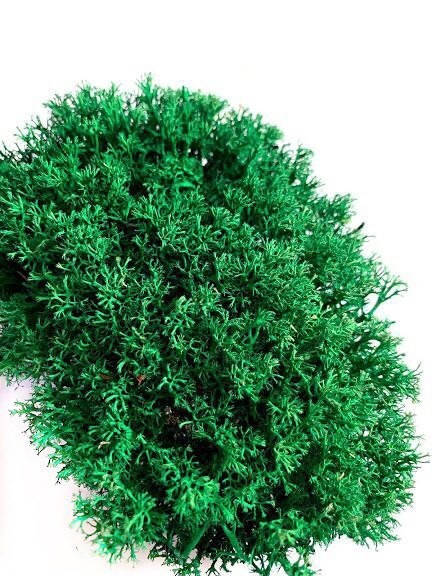 

Стабилизированный мох Ягель Украинский Изумрудный 100 г Green Ecco Moss