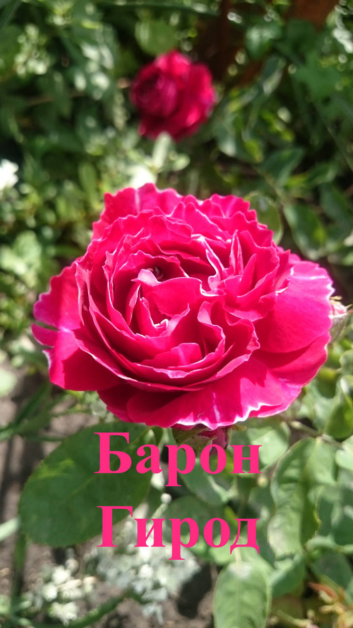 

Роза парковая Барон Гирод (Baron Girod de L’Ain)