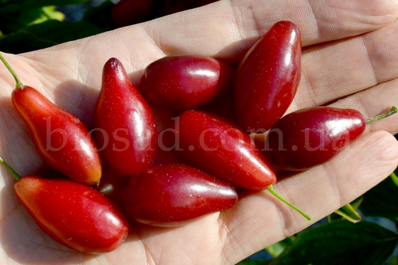 

Кизил Семен (Привитый/2 года)