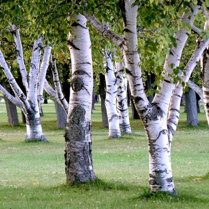 

Береза повислая, (Betula pendula)