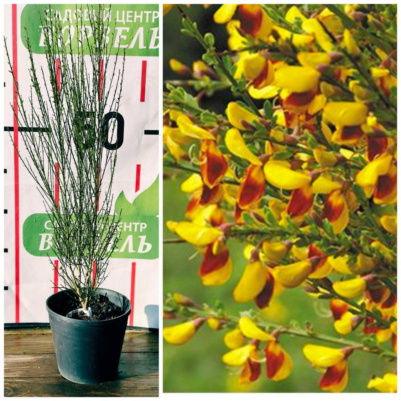 

Рокитник вінцевий Андреанус/CYTISUS scoparius Andreanus С3 Н40