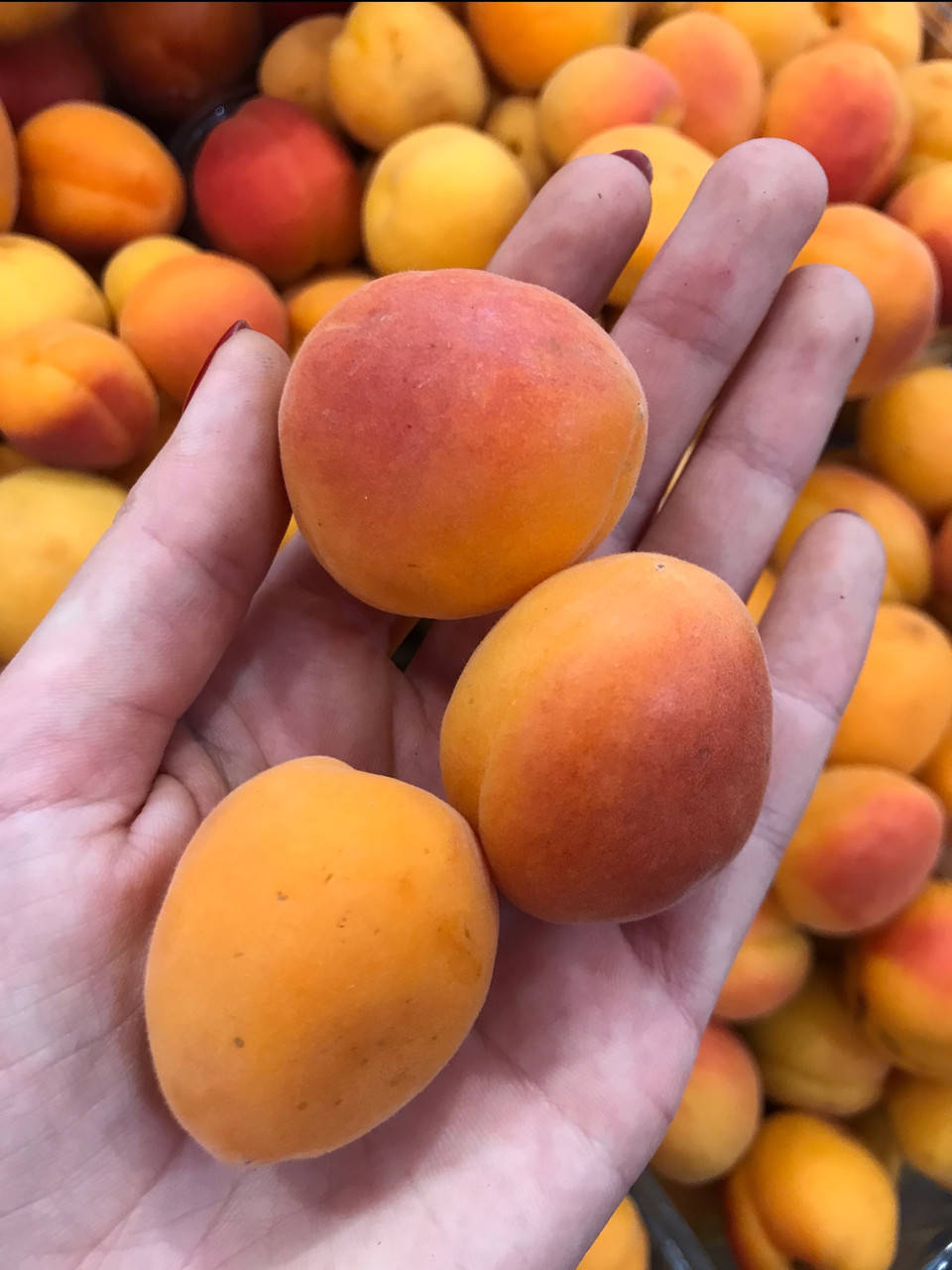 

Абрикос маленький