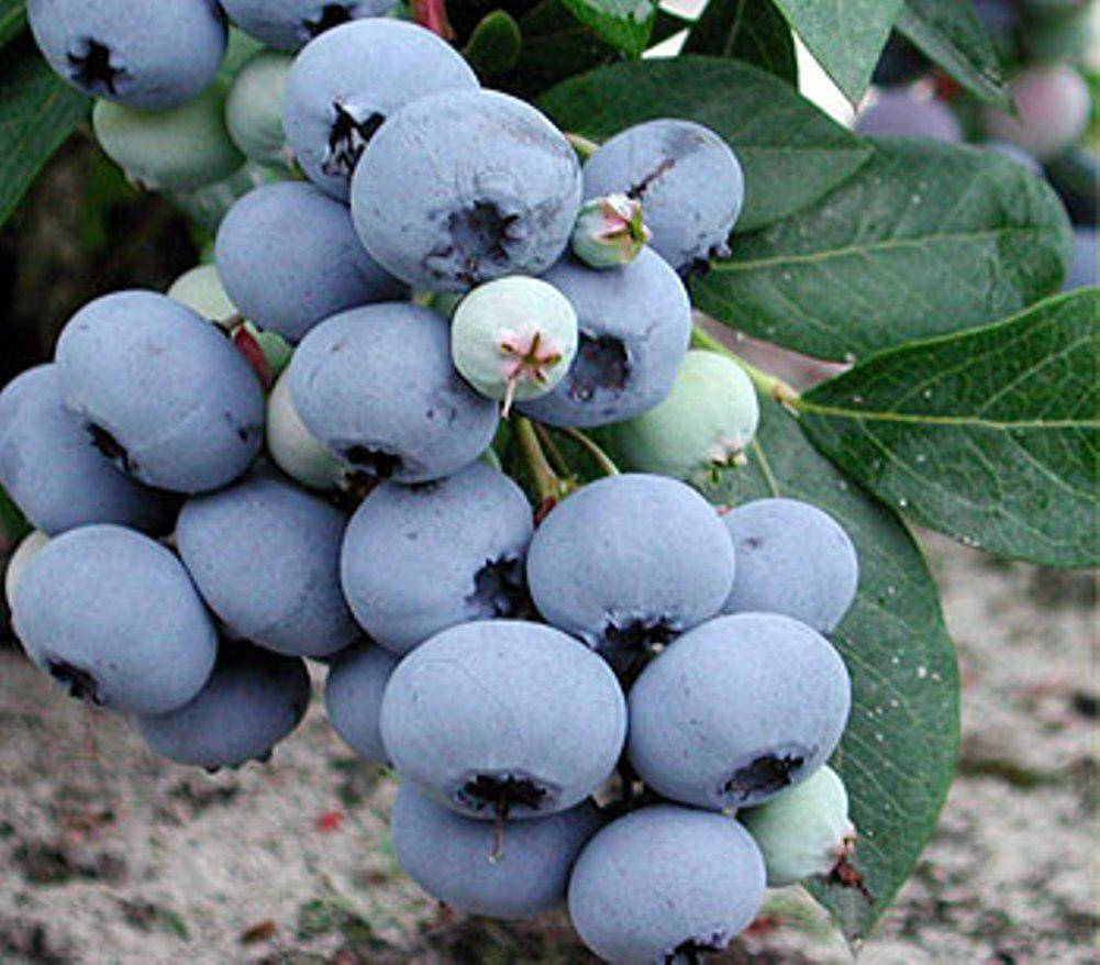 

"Блю Голд" - однолетние саженцы голубики в контейнерах 0,5 л.