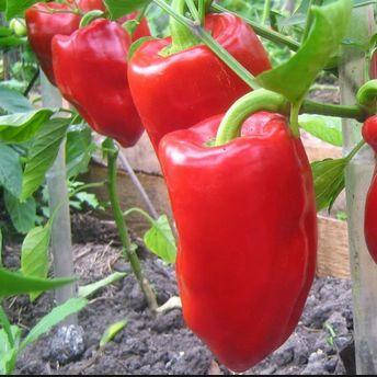 

Семена перца сладкого Подарок Молдовы (2 г) Элитный Ряд