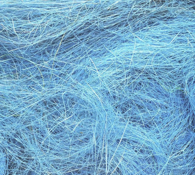 

Сизаль голубая