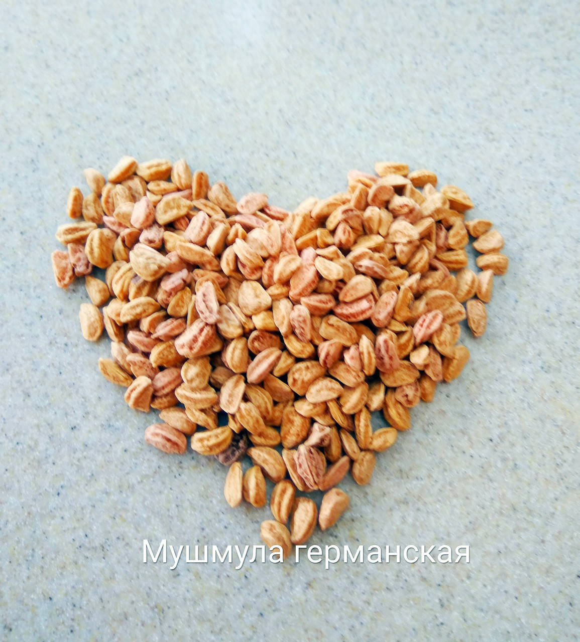 

Мушмула германская семена