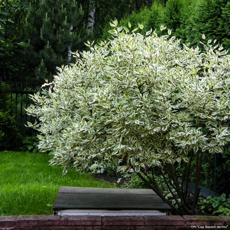 

Свидина белая 'Sibirica Variegata'. Контейнер 3 л
