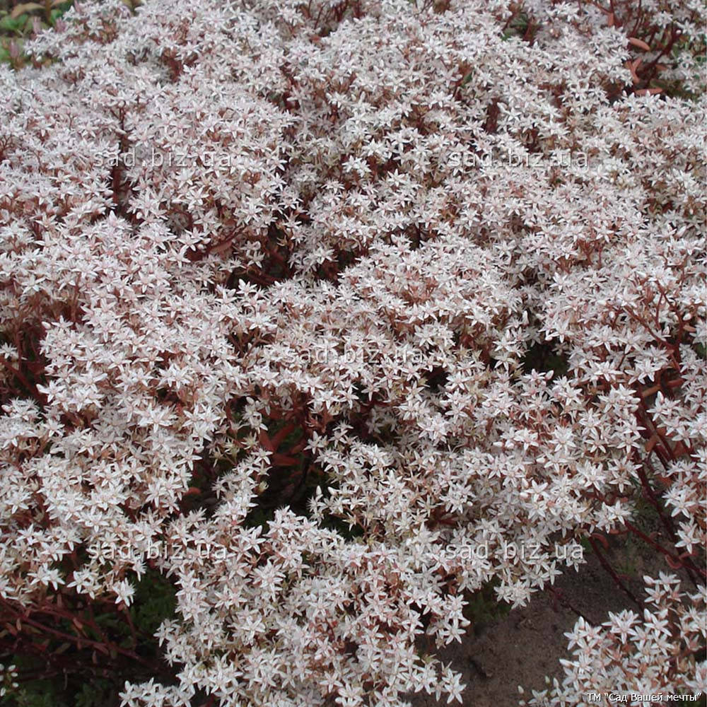 

Очиток белый 'Coral Carpet'. Контейнер 0,5 л