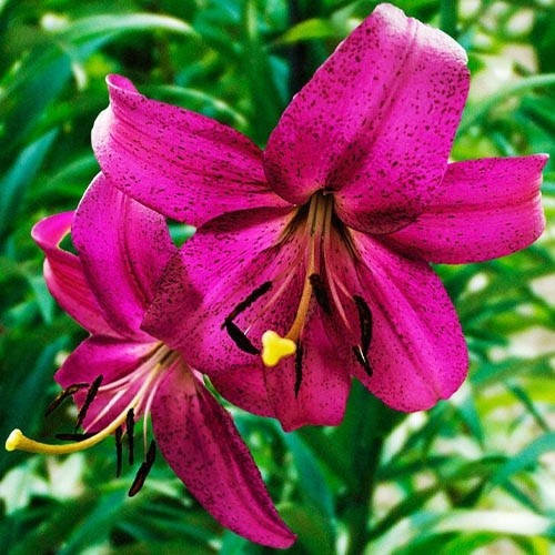 

Лилия Purple Marble 14/16