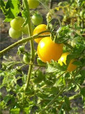 

Семена томата "Голдкроне"