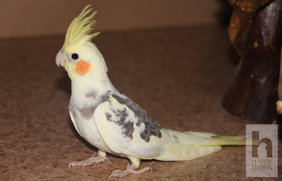 

Попугай Корелла (от 2 мес.)