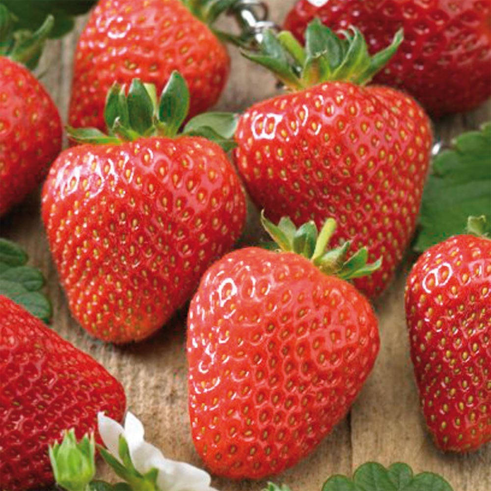 

Саженцы клубники, сорт «Соната»