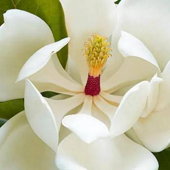 

Магнолия Grandiflora