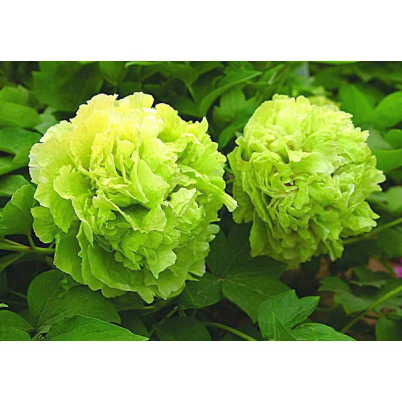 

Пион Pea Green Dou Lu древовидный (саженцы)